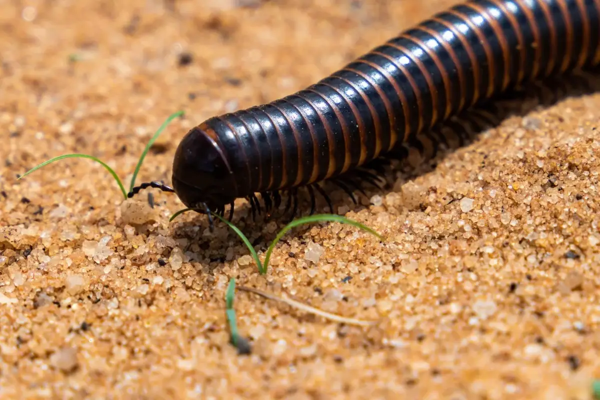 Kırkayak İlaçlama