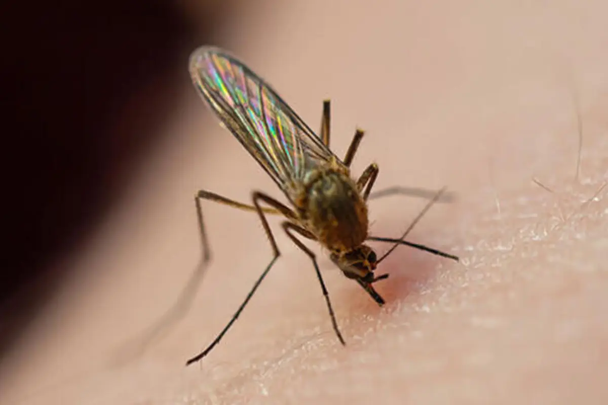 Sivrisinek İlaçlama